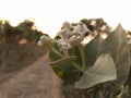 White flower on beside road