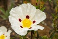 White Flower Rockrose