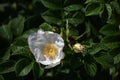 White flower of Rosa micrantha, in the garden. Royalty Free Stock Photo