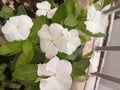 A white flower sadabahar plant lovely