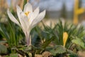 The white flower of Saffron Latin Crocus is a bulbous ornamental plant that grows among the grass in the garden Royalty Free Stock Photo