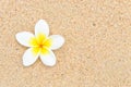 White flower on sand beach