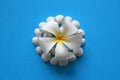 The white flower with seashells on the blue background.