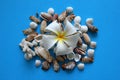 The white flower with seashells on the blue background.