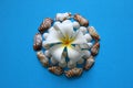 The white flower with seashells on the blue background.