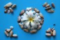 The white flower with seashells on the blue background.