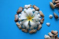 The white flower with seashells on the blue background.