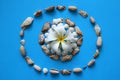 The white flower with seashells on the blue background.