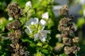 White flower and seeds capsules of blooming Large-Flower Wild Ho