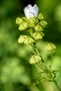 White flower and seeds capsules of blooming musk mallow Malva moschata. Selective focus with shallow depth of field Royalty Free Stock Photo