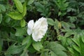 1 white flower of semi double rose