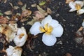 fallen flower sepal on the ground