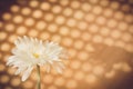 White flower with shadow of blind Royalty Free Stock Photo
