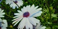 White flower showing clear view of androecium, gynoecium and poiier grains during pollination Royalty Free Stock Photo