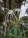 white flower on sideway