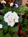 White flower. In the simple people call it Kolochik. Around the green leaves are round in shape.