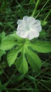 White flower with single leaf
