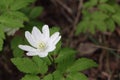 White flower of a snowdrop in the wood