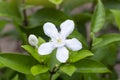 Snowflake, Milky Way, Arctic Snow, Winter Cherry Tree, Sweet Indrajao, Pudpitchaya or wrightia antidysenterica bloom in the garden Royalty Free Stock Photo