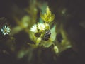 White flower and soldier beetle Royalty Free Stock Photo