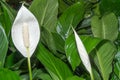 White flower of spathiphyllum peace lily houseplant in fresh green leaves Royalty Free Stock Photo