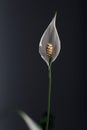 Popular air purifying indoor plant with white flowers Spathiphyllum. Commonly known as Spath or Peace Lily.