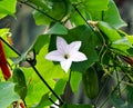 A white flower of a special kind of Melon seen in a garden