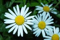 White flower and spider close up. Garden chamomile or Nivyanik or Ox-eye Daisy Latin: Leucanthemum and spider-crab Tomizus Royalty Free Stock Photo