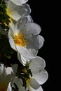 White flower and spikes of decorative flowering park shrub dog rose Rosa Canina on dark background Royalty Free Stock Photo