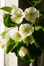 White flower. Spring apple blossom. Beautiful summer fresh wallpaper. White flowers with green leaves.Nature background Royalty Free Stock Photo