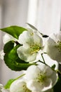 White flower. Spring apple blossom. Beautiful summer fresh wallpaper. White flowers with green leaves.Nature background Royalty Free Stock Photo