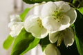 White flower. Spring apple blossom. Beautiful summer fresh wallpaper. White flowers with green leaves.Nature background Royalty Free Stock Photo