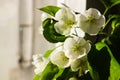 White flower. Spring apple blossom. Beautiful summer fresh wallpaper. White flowers with green leaves.Nature background Royalty Free Stock Photo