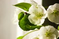 White flower. Spring apple blossom. Beautiful summer fresh wallpaper. White flowers with green leaves.Nature background Royalty Free Stock Photo