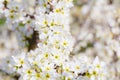 White flower spring cherry blossom bouquet as beautiful season b