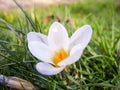 White Flower in spring time looking lush