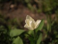 White flower in the spring time sunny day beauty Royalty Free Stock Photo
