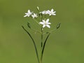 White flower of Star of Bethlehem, Ornithogalum umbellatum