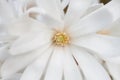 White flower of a star magnolia Royalty Free Stock Photo