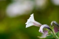 White flower with Stem Royalty Free Stock Photo