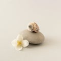 White flower, stone and seashell on grey background. Spa relax concept, zen like stones concept. Copy space Royalty Free Stock Photo