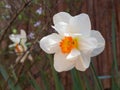 White flower