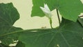 a white flower surrounded by green leaves Royalty Free Stock Photo
