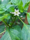 White flower of sweet pepper, on a bush in a greenhouse Royalty Free Stock Photo