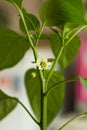 White pepper flower