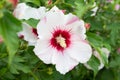 White flower of Syrian hibiscus close-up