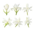 White flower, Thai jasmine flower isolated on white background. Royalty Free Stock Photo
