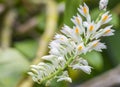 White flower, toothbrush orchid Dendrobium secundum. Royalty Free Stock Photo