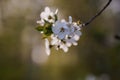 White flower on the tree. White flower on an apple tree. Spring flower