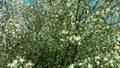 White flower tree blooming blooms backyard garden nursery trees cheery blossom spring blossoms